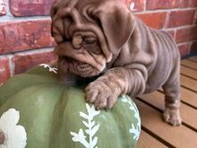 English bulldog puppies