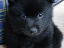 2-kuused Schipperke kutsikad