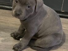 Staffordshire'i bullterjeri kutsikad