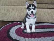 Siberi husky kutsikad