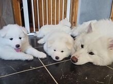 SAMOYED