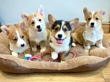 Pembroke Welsh Corgi Pembroke'i kutsikad