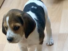 Beagle'i kutsikad