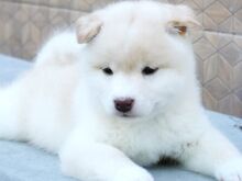 Jaapani shiba inu