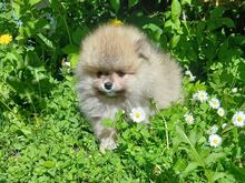 Pomeranian kutsikas