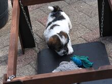 Jack Russell
