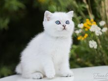 Eritingimustel sinisilmne Šoti tüdruk