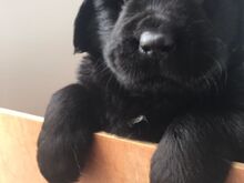 Newfoundlandi kutsikad