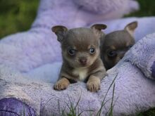 Chihuahua kutsikad