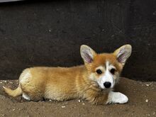 Pembroke Welsh Corgi