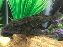 Suur  plecostomus