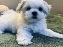 Maltese kutsikad