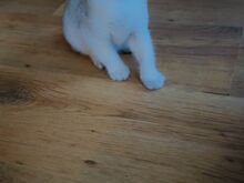 Scottish fold