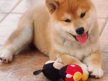 Jaapani shiba inu
