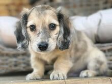 Bear Creek dachshund