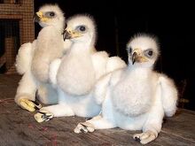 Gyr Falcons and Golden Eagle Eyas for Sale
