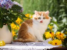 Единственный в ЭСТОНИИ Британский котенок GOLDEN/WHITE