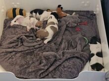 2 alles!! Jackrussle kutsikad..võtke minuga ühendu