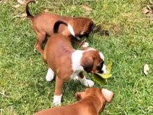 Boxer puppies