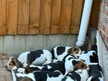 Beagle