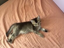 Котята, кошечка, котёнок,