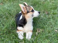 Welsh corgi pembroke