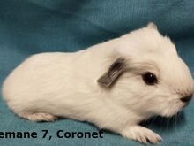 Tõu merisead Coronet