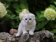 Scottish Fold kiisutüdruk
