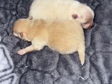 Pomeraniani kutsikas