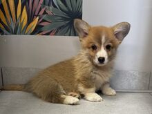Welsh Corgi Pembroke