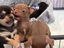 CHIHUAHUA