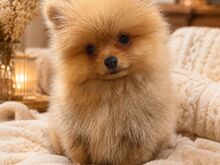 POMERANIA KÄÄBUSSPITSI KUTSIKAD )))