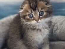 Scottish Fold - Scottish Straight