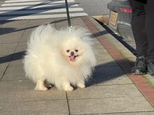 Pomeranian kutsikas