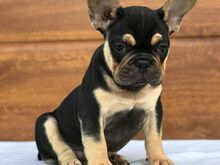AKC prantsuse buldogi kutsikad