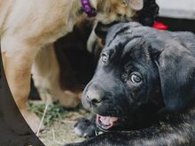 4- kuused Cane Corso kutsikad
