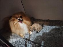 Ilus Kentucky osariigis registreeritud pomeranian,