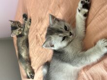 Котята, кошечка, котёнок,