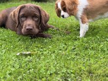 Müüa isane labrador-retriiver tõutunnistusega