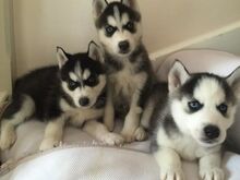 Siberi husky kutsikad on valmis oma uude koju.