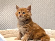 Maine Coon'i kassipojad