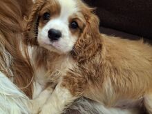 Cavalier King Charles spanjeli kutsikad!