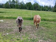 Kaks väike poni mära müüa