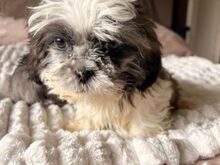 Tutvu meie armsate shih tzu kutsikatega, kes otsiv