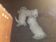 Bichon Frise kutsikad