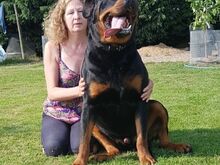 Rottweileri kutsikad