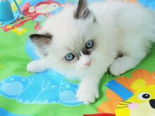 Ragdoll kassipojad.