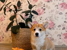 Welsh corgi pembroke kutsikad