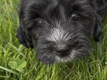 Imearmsad maltipoo poisid otsivad armastavat kodu!