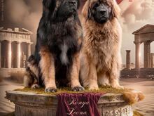 LEONBERGER